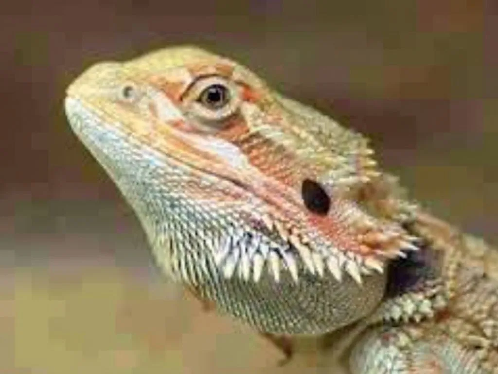 Close-up portrait of a bearded dragon showing detailed scales, prominent beard, and alert expression with blurred natural background