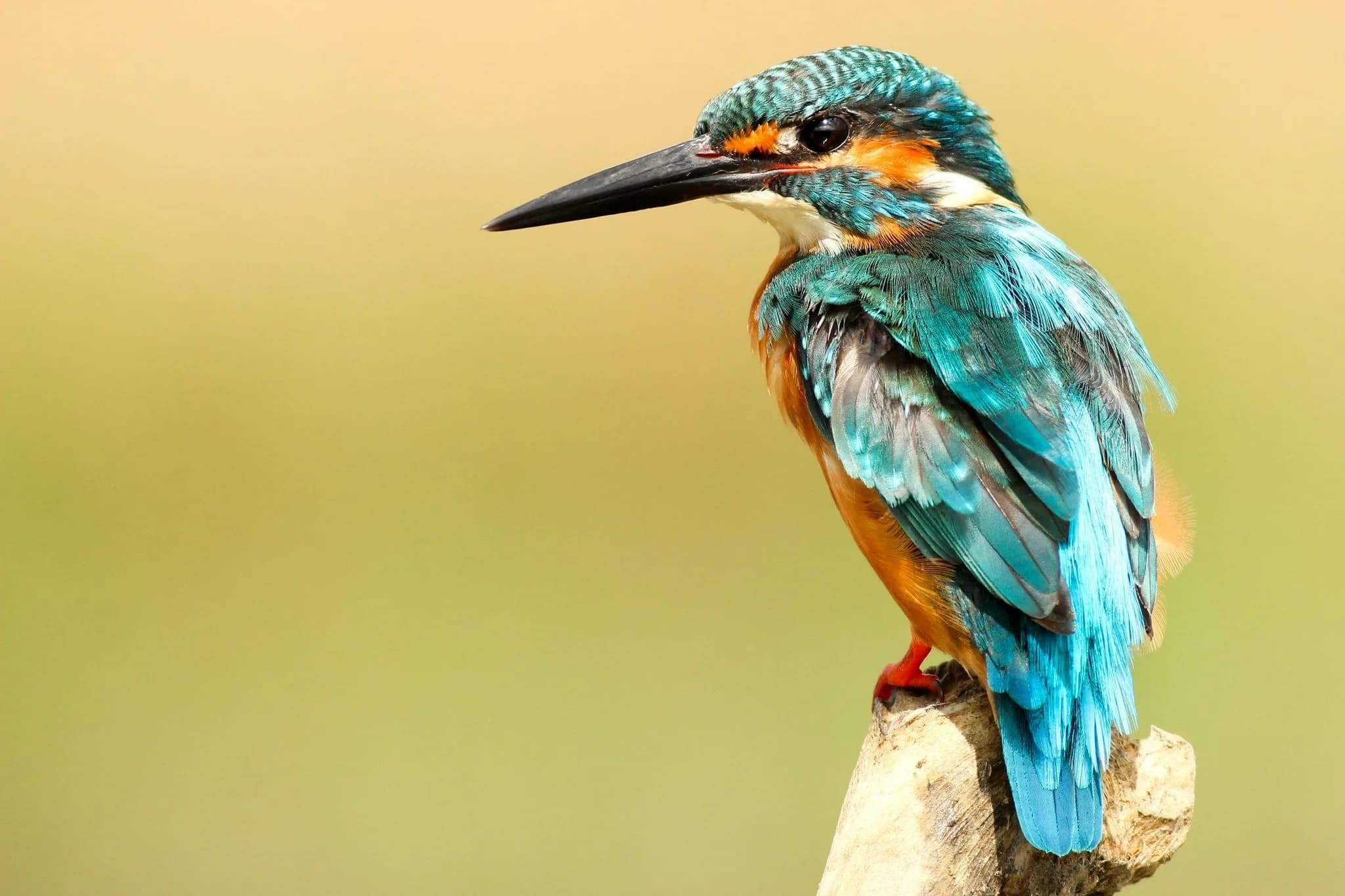 Vibrant kingfisher with turquoise wings and orange chest perched on a branch against soft yellow-green background