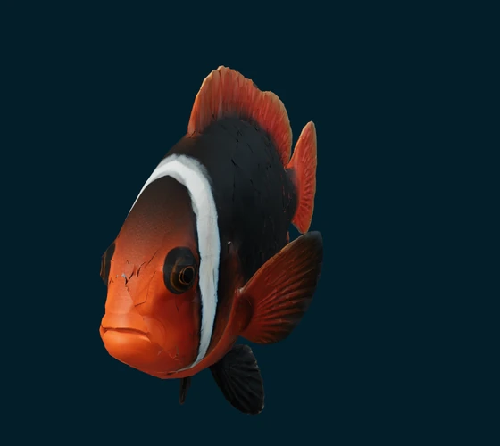 Cinnamon anemonefish — 3D game asset