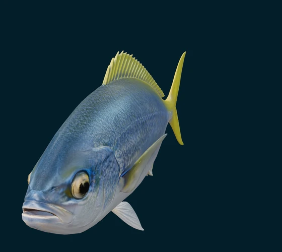 Redbelly yellowtail fusilier — 3D game asset