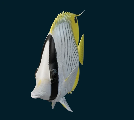 Threadfin butterflyfish — 3D game asset