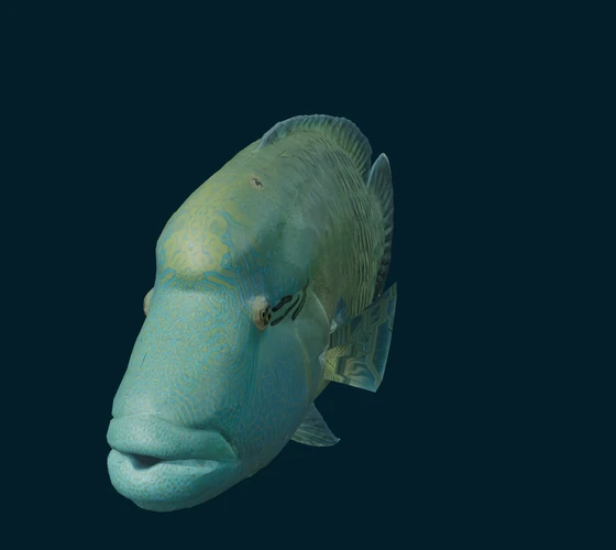 Humphead wrasse — 3D game asset