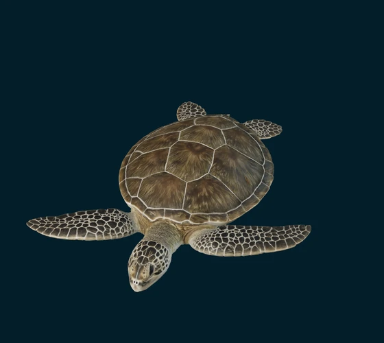 Green sea turtle — 3D game asset
