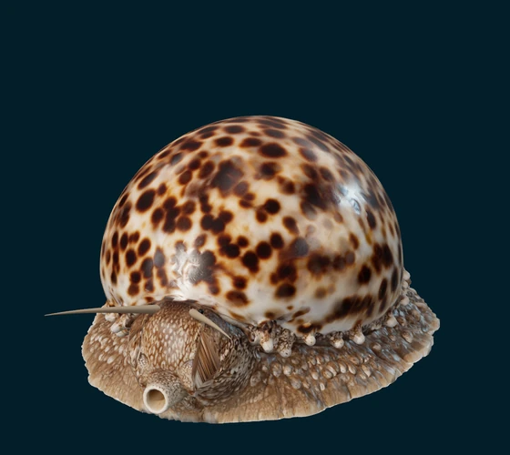 Tiger cowrie — 3D game asset