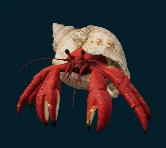 White-spotted hermit crab — 3D game asset