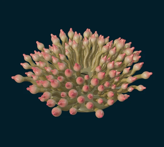 Bubble-tip anemone — 3D game asset