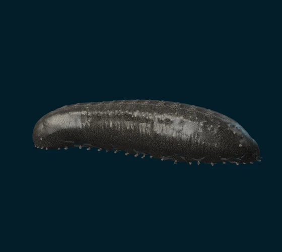Black sea cucumber — 3D game asset