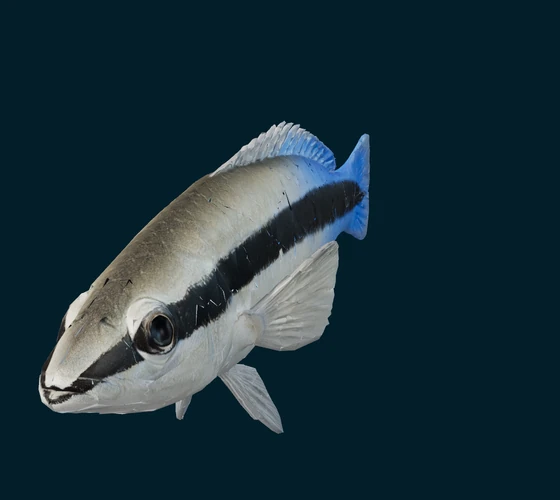 Bluestreak cleaner wrasse — 3D game asset