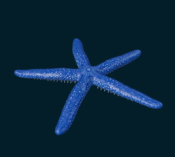 Blue sea star — 3D game asset
