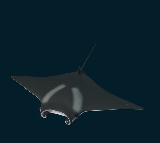 Reef manta ray — 3D game asset