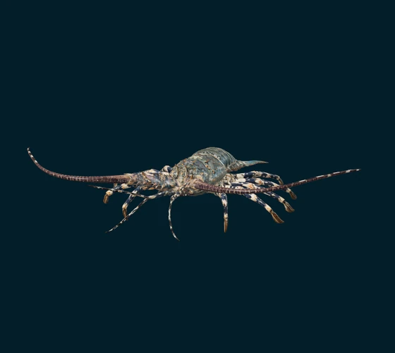 Painted spiny lobster — 3D game asset