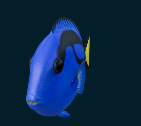 Palette surgeonfish — 3D game asset
