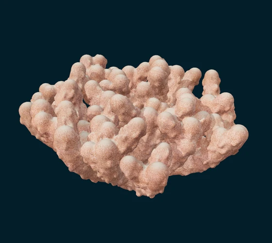 Cauliflower coral — Procedural coral