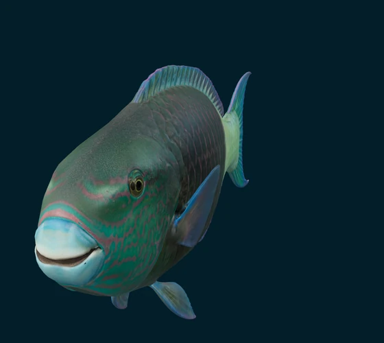 Bridled parrotfish — 3D game asset