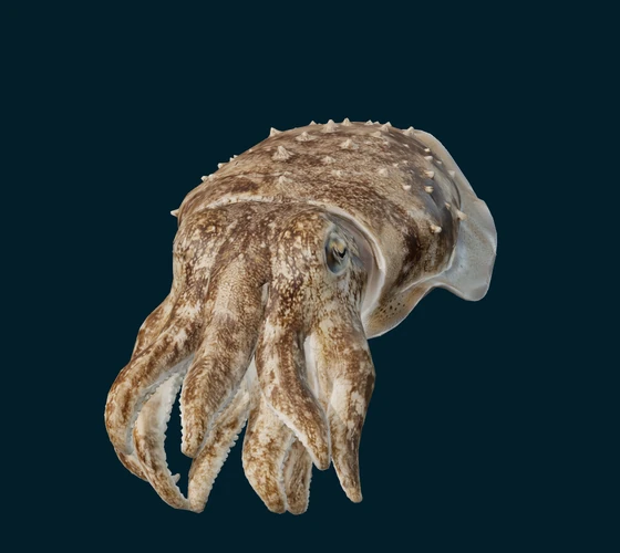 Broadclub cuttlefish — 3D game asset