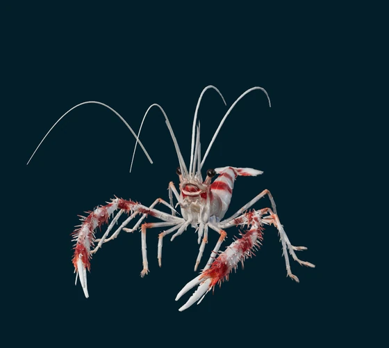 Banded coral shrimp — 3D game asset