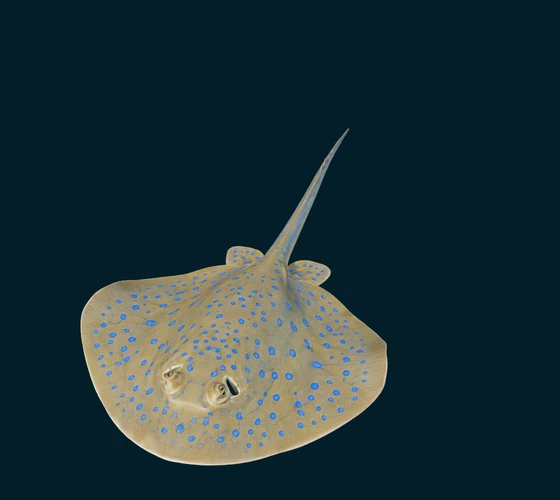 Bluespotted ribbontail ray — 3D game asset