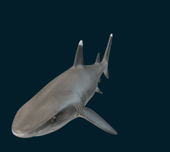 Whitetip reef shark — 3D game asset