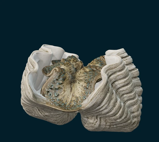 Giant clam — 3D game asset