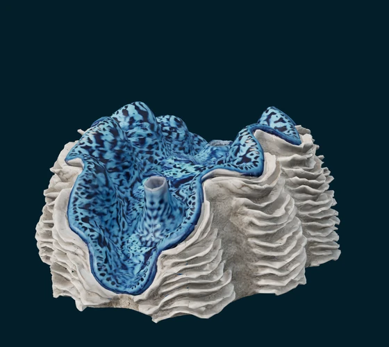 Small giant clam — 3D game asset