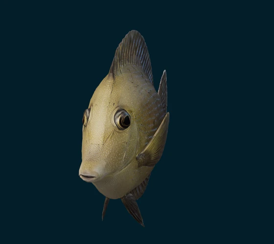 Brown tang — 3D game asset