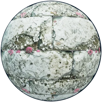 Coral limestone texture