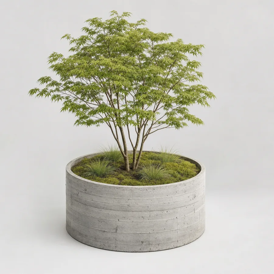 Concept of a maple tree in a round concrete planter