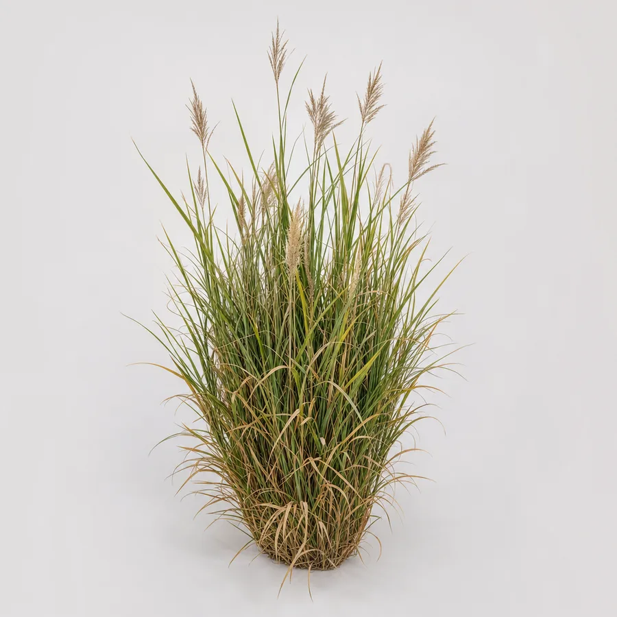 Concept of a clump of lake reeds